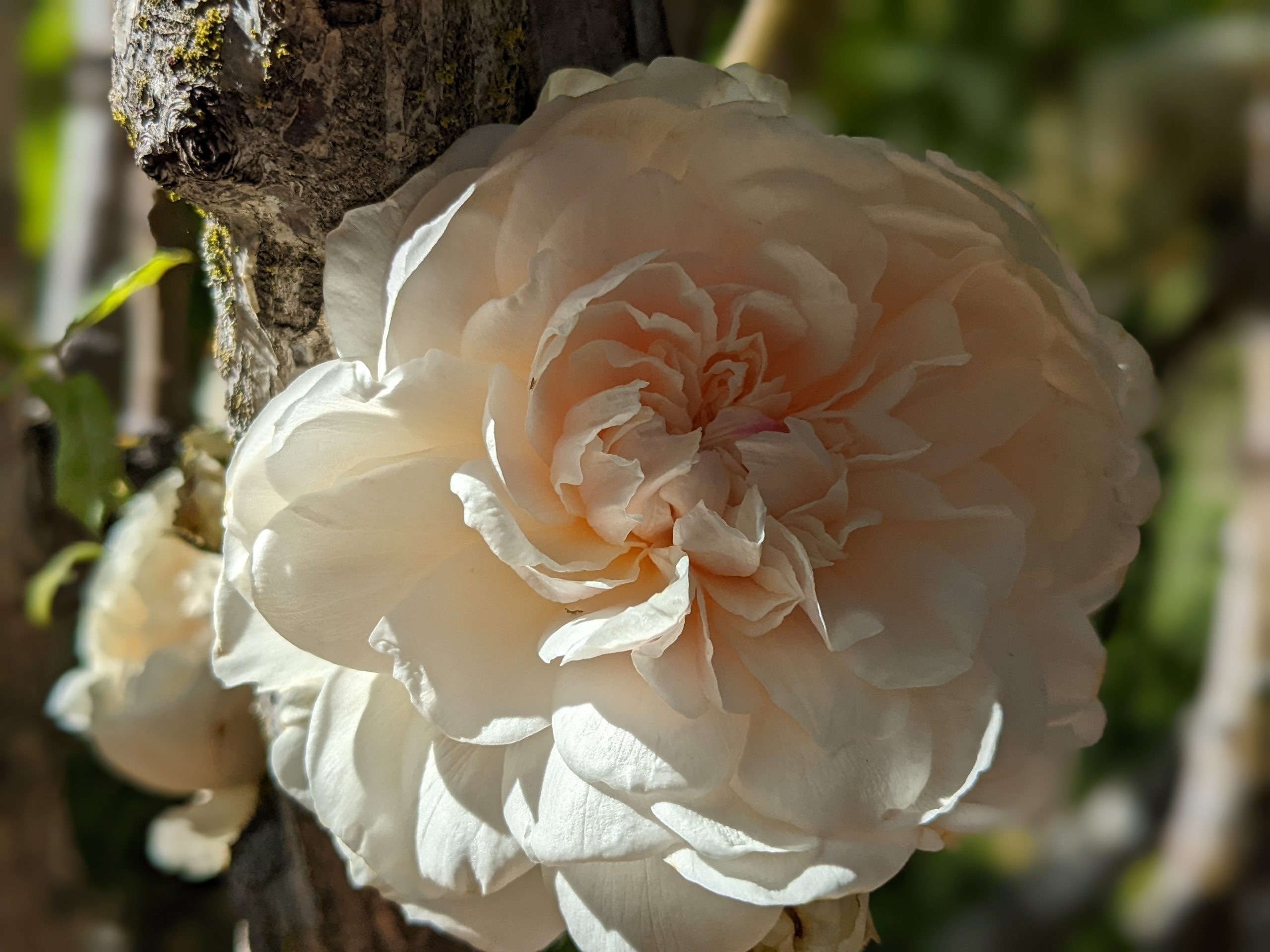 Close up of centfeuille rose